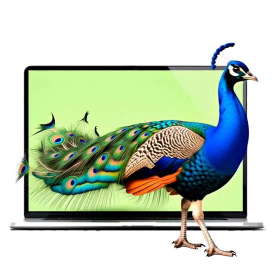 A peacock striding out of a laptop screen, its long jeweled tail trailing behind.